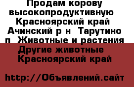 Продам корову высокопродуктивную - Красноярский край, Ачинский р-н, Тарутино п. Животные и растения » Другие животные   . Красноярский край